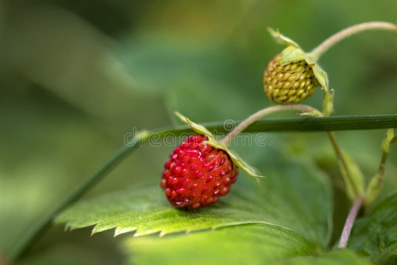 Two Wild Strawberries Closeup Stock Image Image of freshness, branch 171417761