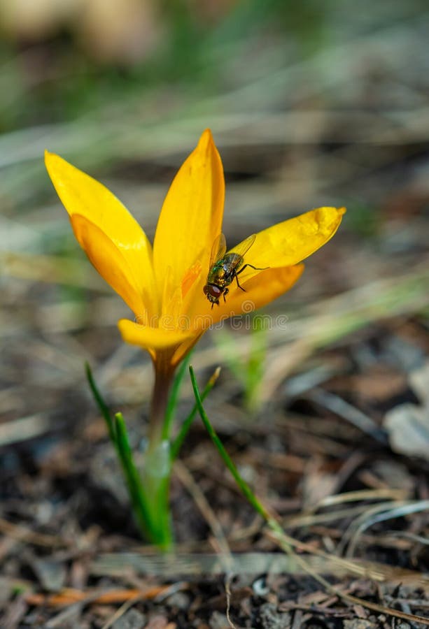 Twowinged Insect Green Blowfly, Sits on a Yellow Crocus Stock Image Image of blue, fauna