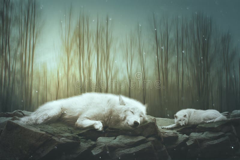 Two Wolves are Sleeping on a Rock Stock Illustration - Illustration of together, wolf: 180343948 Two Wolves are Sleeping on a Rock Stock Illustration - Illustration of together, wolf: 180343948