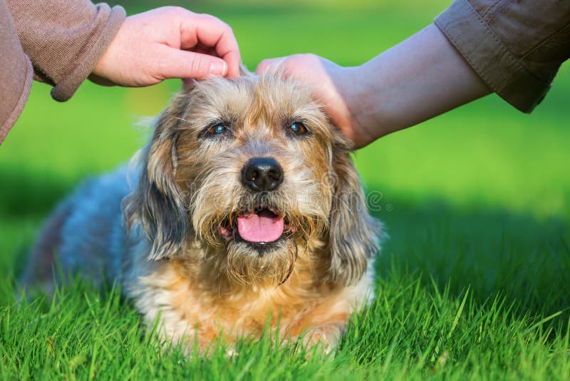 Two Women Stroking a Cute Dog Stock Photo Image of hand, fluffy 89530444