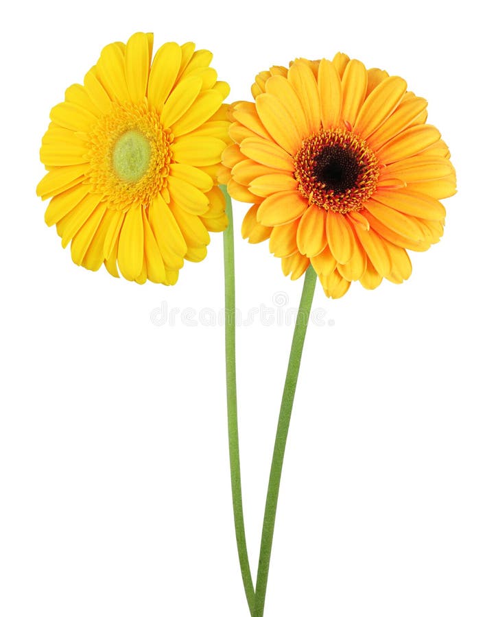 Two wonderful Gerberas Daisies isolated on white background, i
