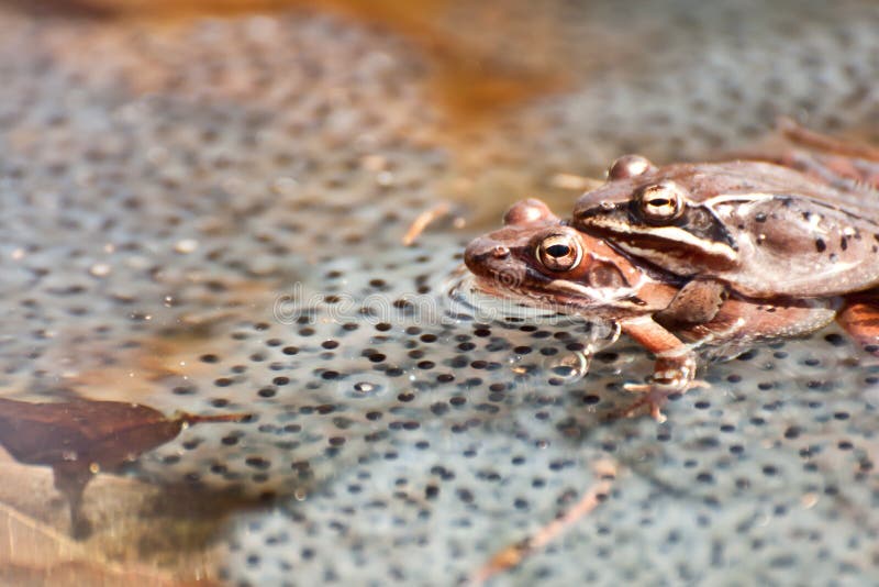 Breeding Wood Frogs stock image. Image of animal, environmental 30145009