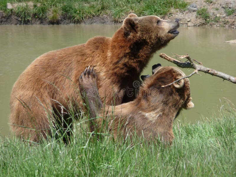 Two Wrestling Grizzly Bears Stock Image Image of wrestling, teamwork