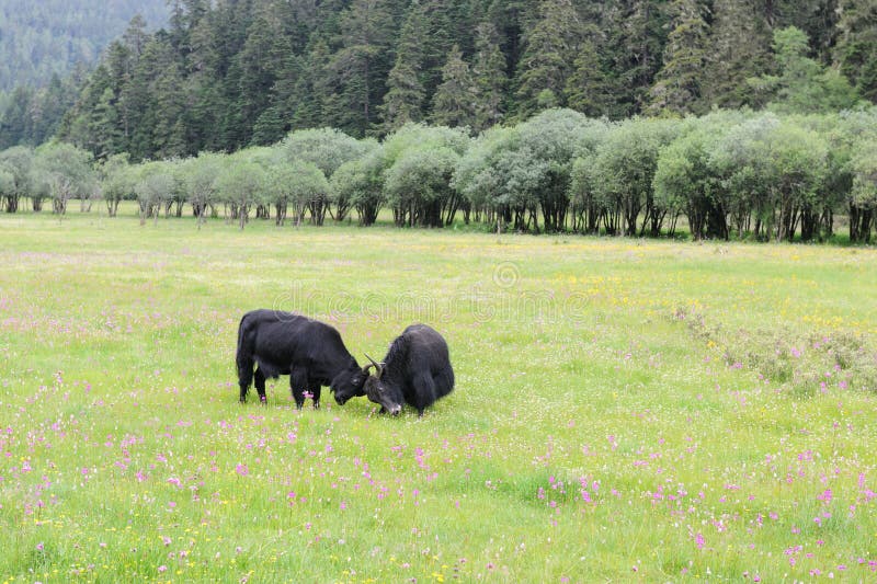 Two Yak Fighting on the Meadow Stock Image - Image of green, cattle
