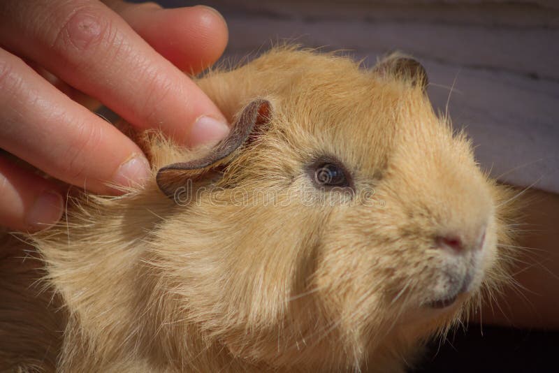 red abyssinian guinea pig