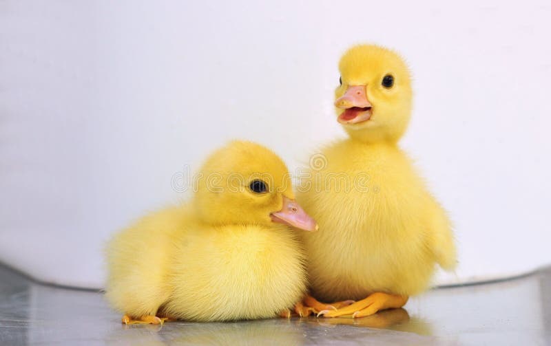 Two yellow baby ducks