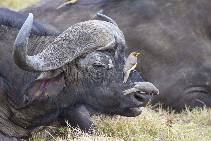 Two yellow-billed oxpecker, Buphagus africanus, sitting on the nose of an African buffalo, Syncerus caffer. royalty free stock images Two yellow-billed oxpecker, Buphagus africanus, sitting on the nose of an African buffalo, Syncerus caffer. royalty free stock images