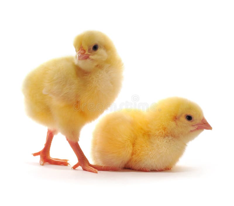 Two yellow chickens stock image. Image of white, livestock 8546479