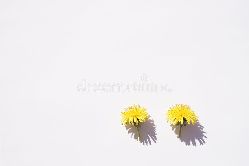 Two yellow dandelion flowers with shadows on white table