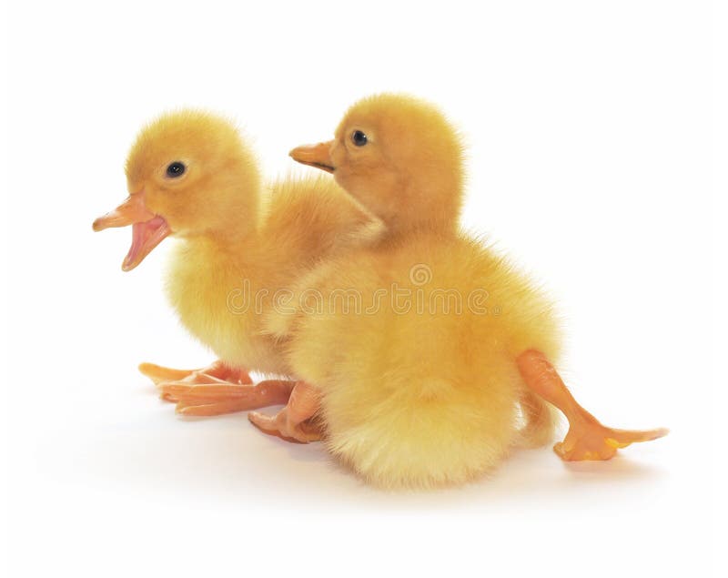 Two yellow ducklings