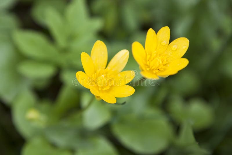 Two yellow flowers stock photo. Image of pair, grass 14277028