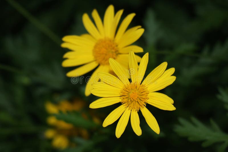 Two Yellow Flowers stock photo. Image of flowers, daisy 89782250