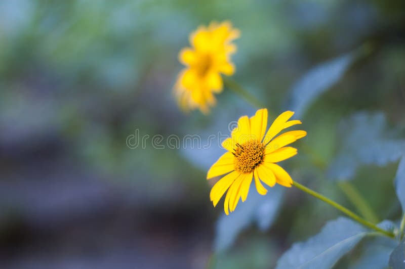 Two yellow flowers stock image. Image of life, clear 74534577