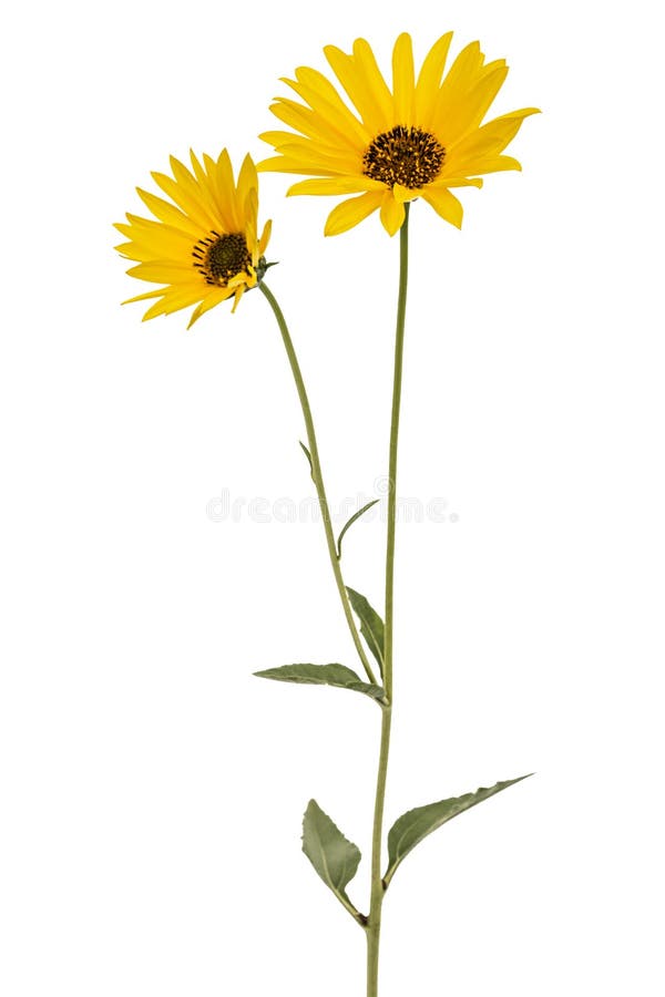 Two yellow flowers, isolated on white background