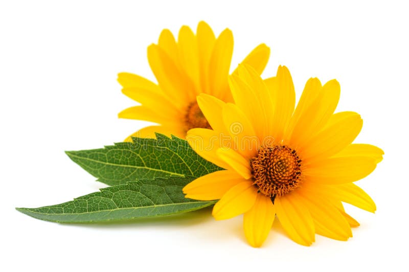 Two yellow flowers stock image. Image of isolated, green 198592721