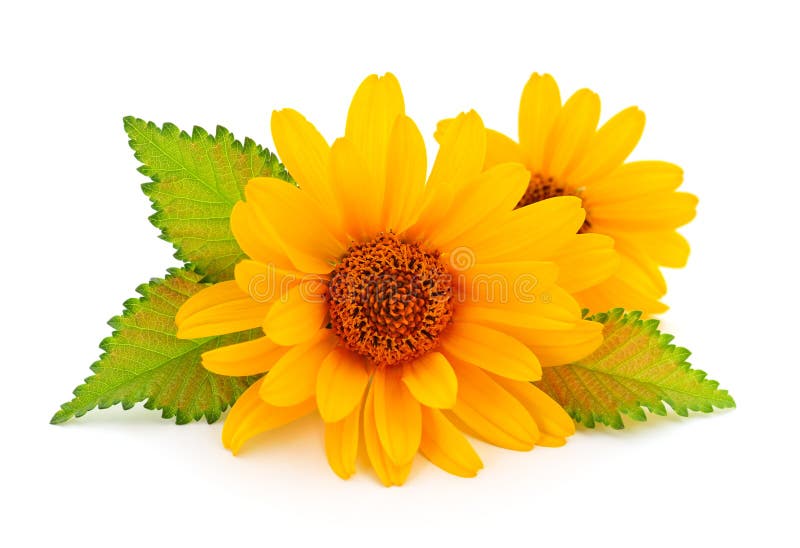 Two yellow flowers. stock photo. Image of green, petal 124889744