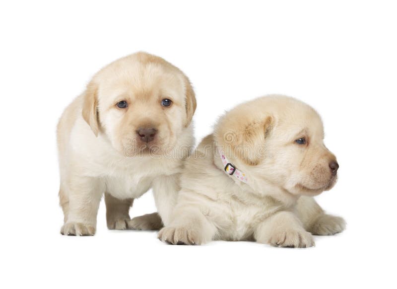 Retriver Puppies Photos Free Royalty Free Stock Photos From Dreamstime