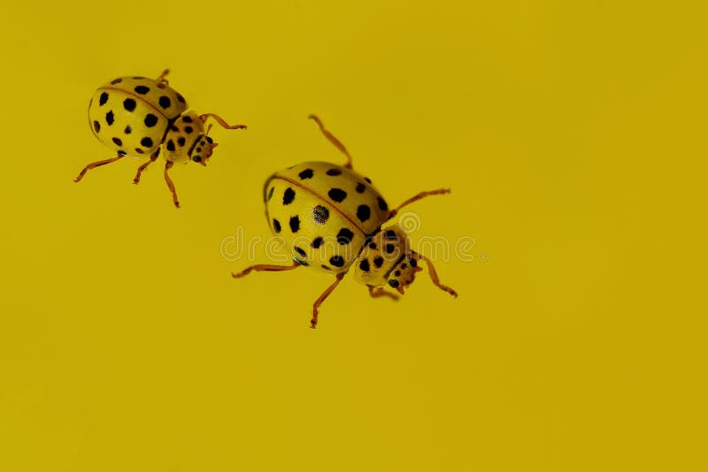 Two Ladybirds on a Yellow Spring Flower. Artistic Macro Image. Concept