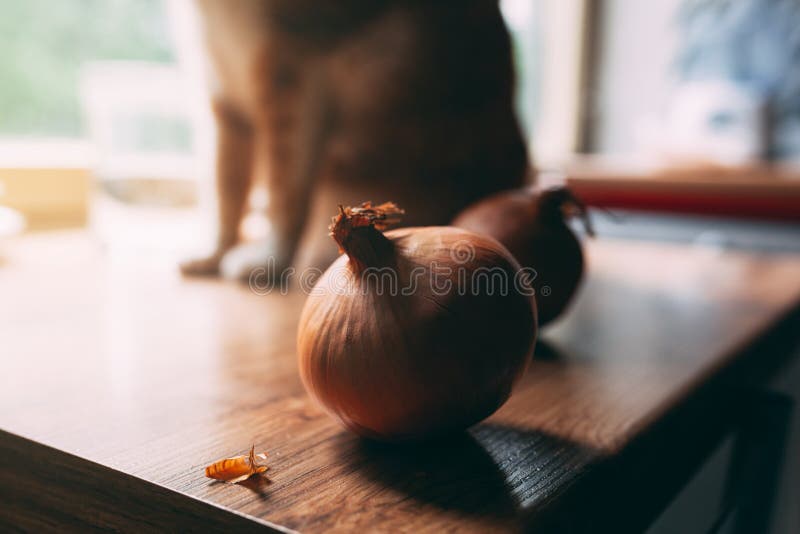 cat ate onion