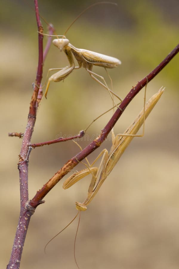 Two yellow praying mantis