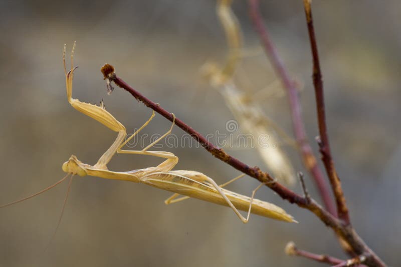 Two yellow praying mantis stock photo. Image of religiosa 12285690