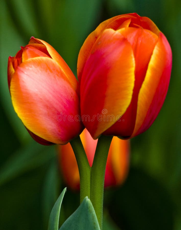 Two yellow and red tulips