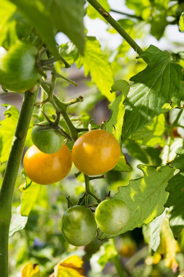 Two yellow small tomatoes stock image. Image of tomato 98242151