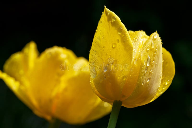 Two yellow tulips with water drop royalty free stock photos Two yellow tulips with water drop royalty free stock photos