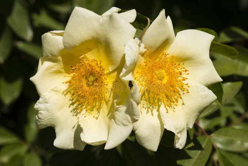 Two Yellow and White Rose Flowers Stock Photo Image of rose, yellow
