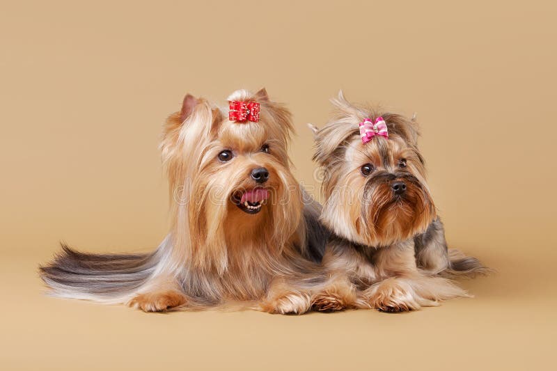 How Long Should Yorkie Puppies Stay With Mother