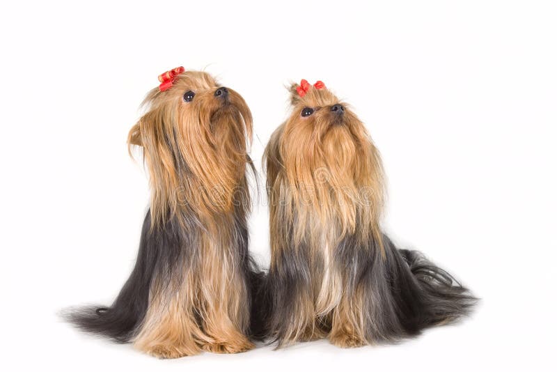 Two Yorkshireterriers on white