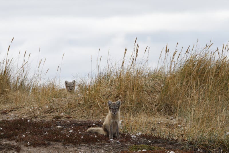 Two young Arctic foxes, Vulpes Lagopus, in fall colours with one hiding behind grass, near their den royalty free stock photo