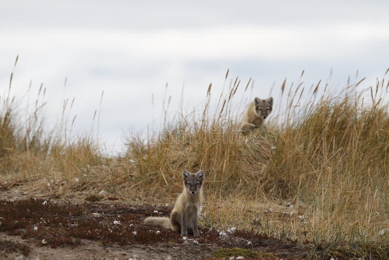 Two young Arctic foxes, Vulpes Lagopus, in fall colours with one hiding behind grass, near their den stock photos