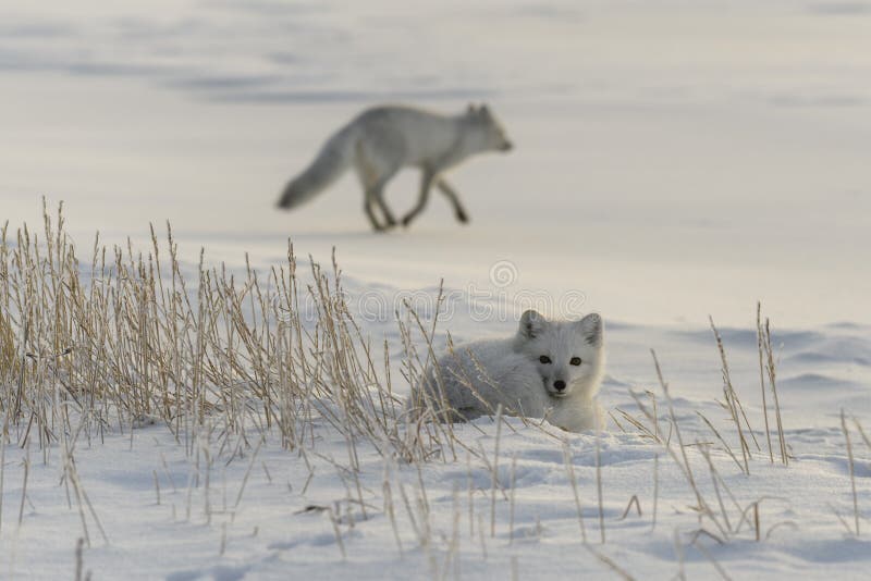 Two young arctic foxes Vulpes Lagopus in wilde tundra. Arctic fox playing royalty free stock photography