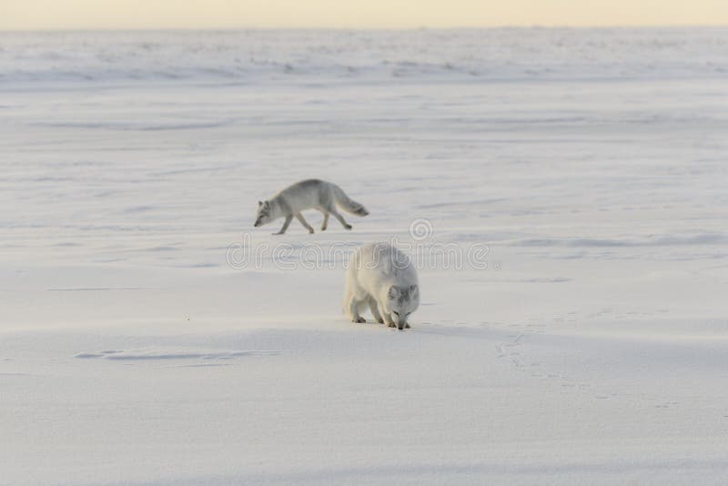 Two young arctic foxes Vulpes Lagopus in wilde tundra. Arctic fox playing stock photo