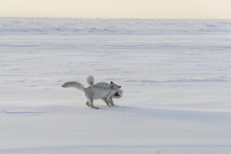 Two young arctic foxes Vulpes Lagopus in wilde tundra. Arctic fox playing stock images
