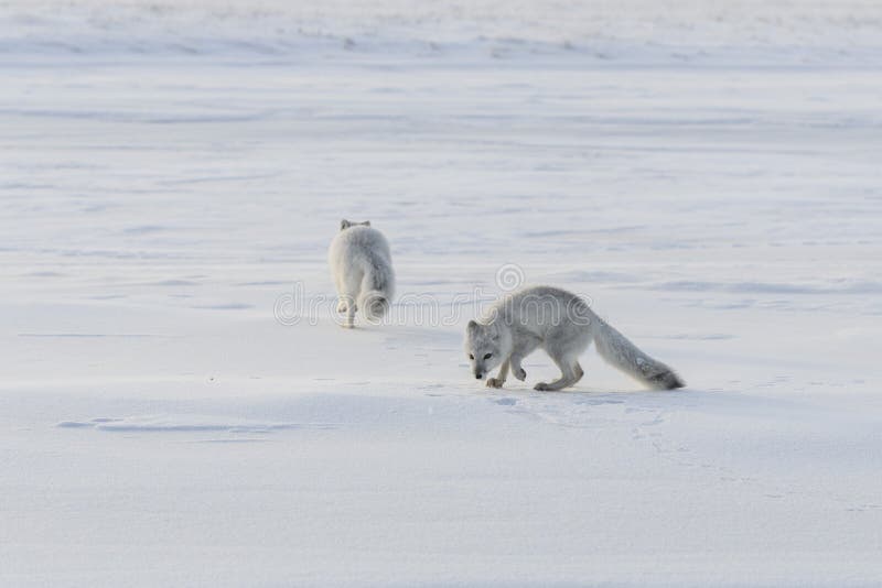 Two young arctic foxes Vulpes Lagopus in wilde tundra. Arctic fox playing royalty free stock images