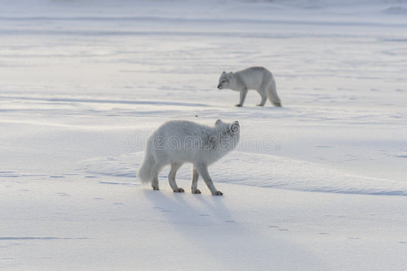 Two young arctic foxes Vulpes Lagopus in wilde tundra. Arctic fox playing royalty free stock photography