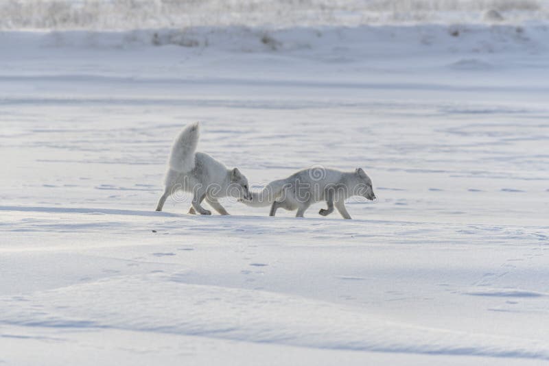 Two young arctic foxes Vulpes Lagopus in wilde tundra. Arctic fox playing stock photos