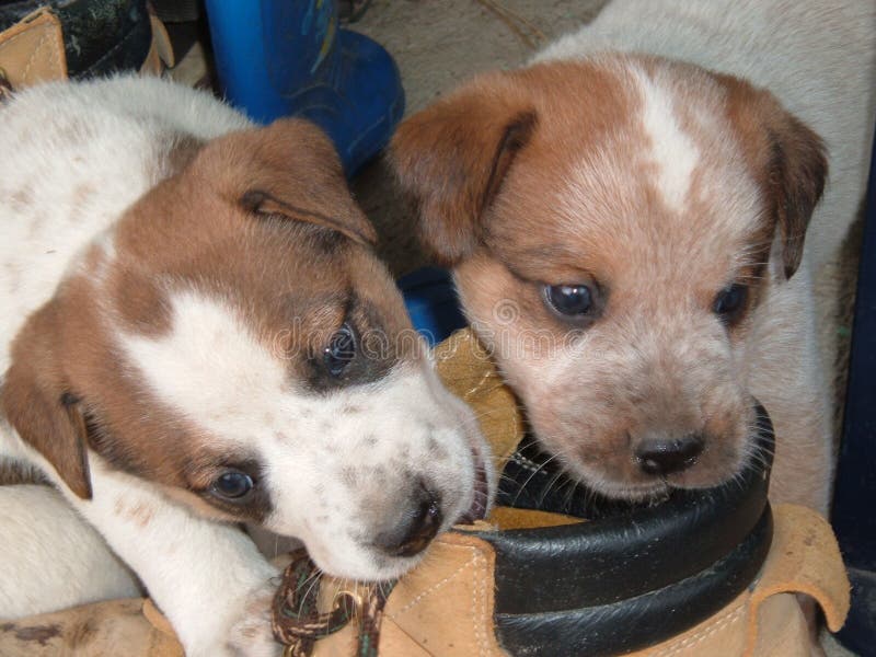 Cattle Dog Puppies stock photo. Image of cattledog, workingdog 159062058