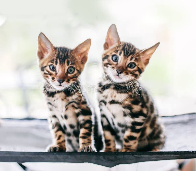 cute bengal kittens wallpaper