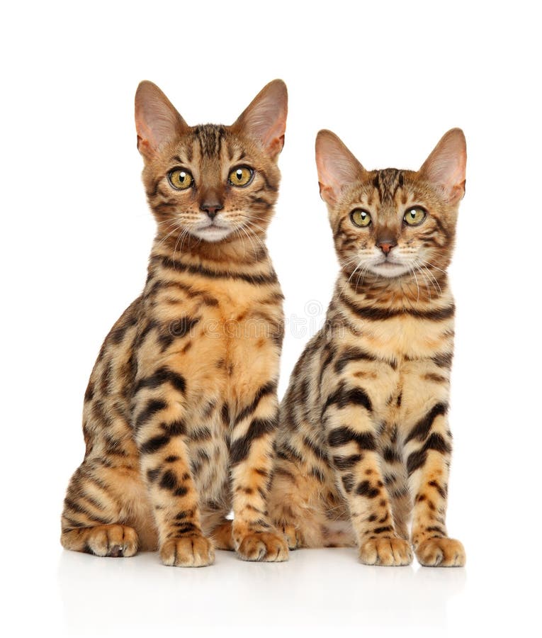 Two young Bengal kitten on white background