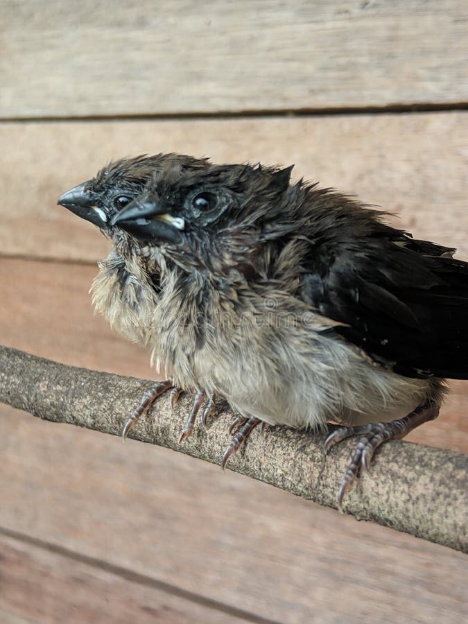 Two young birds on branch stock image. Image of small - 179385557