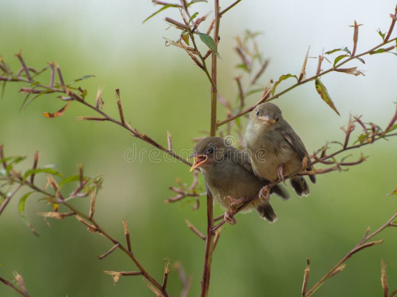 Singing bird stock image. Image of beautiful, animals - 41214185