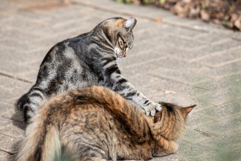 Two cats fighting stock image. Image of danger, kitten 35113967