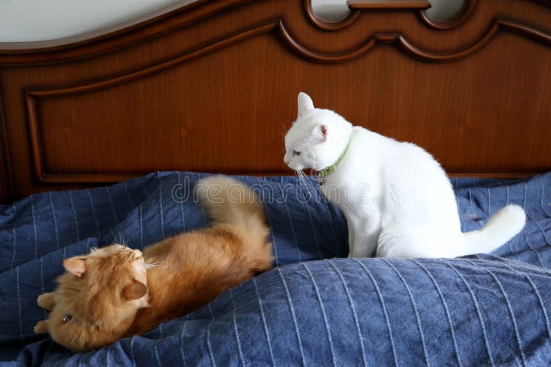 Fighting Cats stock image. Image of looking, confrontation 194595663