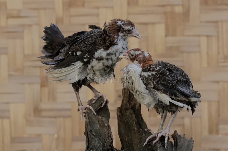Two Young Chickens Looking for Food on a Weathered Tree Trunk. Stock