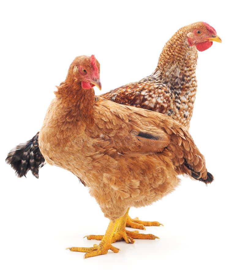 Young Chickens stock photo. Image of newborn, chickens 2691160