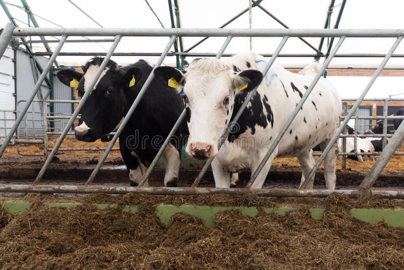 Two Young Cows Eat Compound Feed on a Modern Farm Editorial Stock Photo