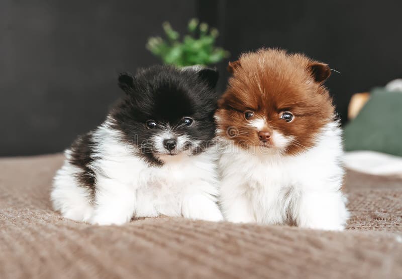 Two Cute Pomeranians Puppies Resting on Bed in Bedroom Stock Image